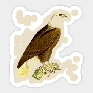 hawk,bald eagle,falcon,golden eagle,birdie,bird Sticker